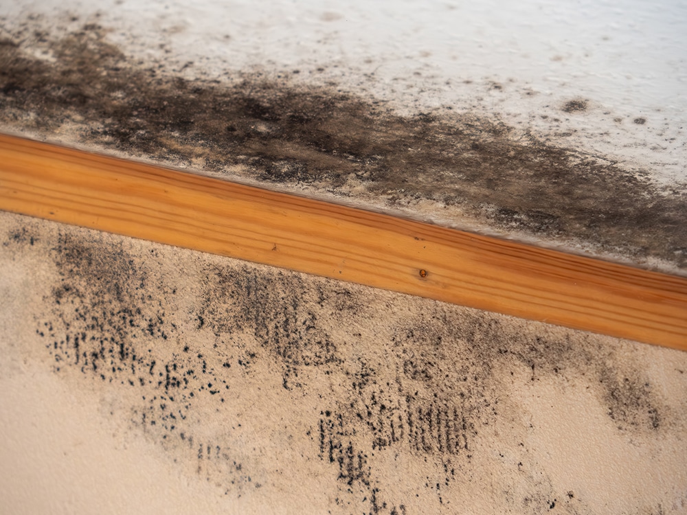 Mold Remediation in Florida | Ready Nation Contractors