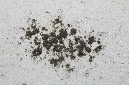 black mold on wall
