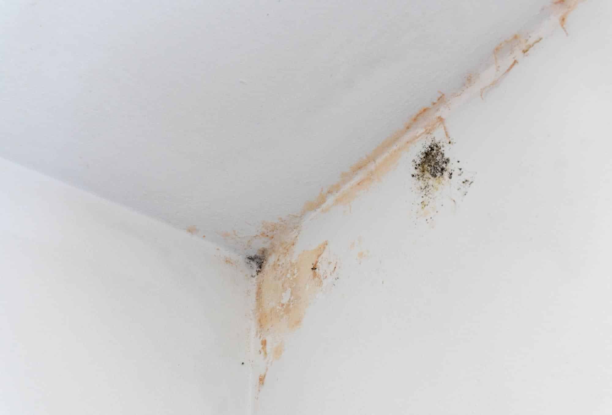 black mold on ceiling corner