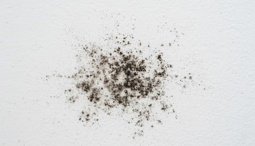 black mold on wall