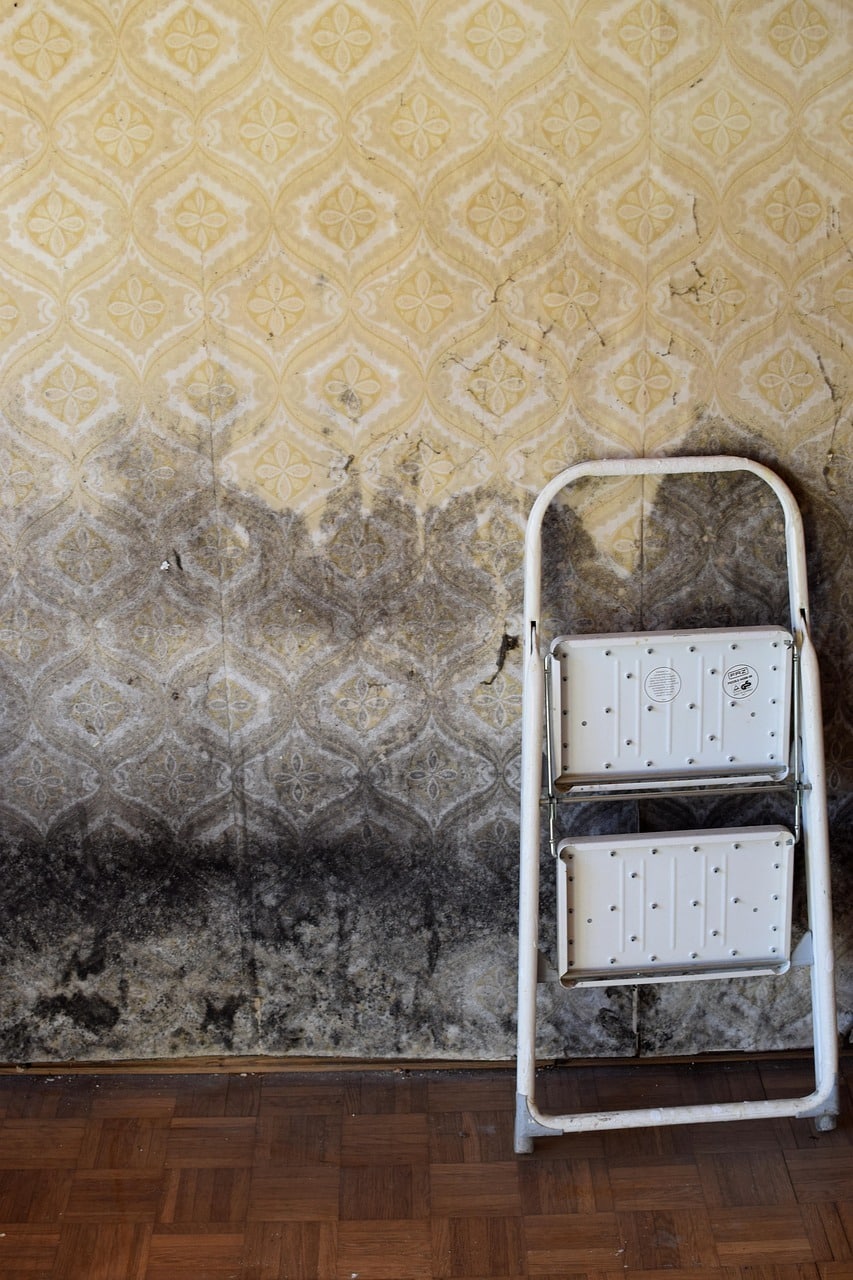 mold on wallpaper