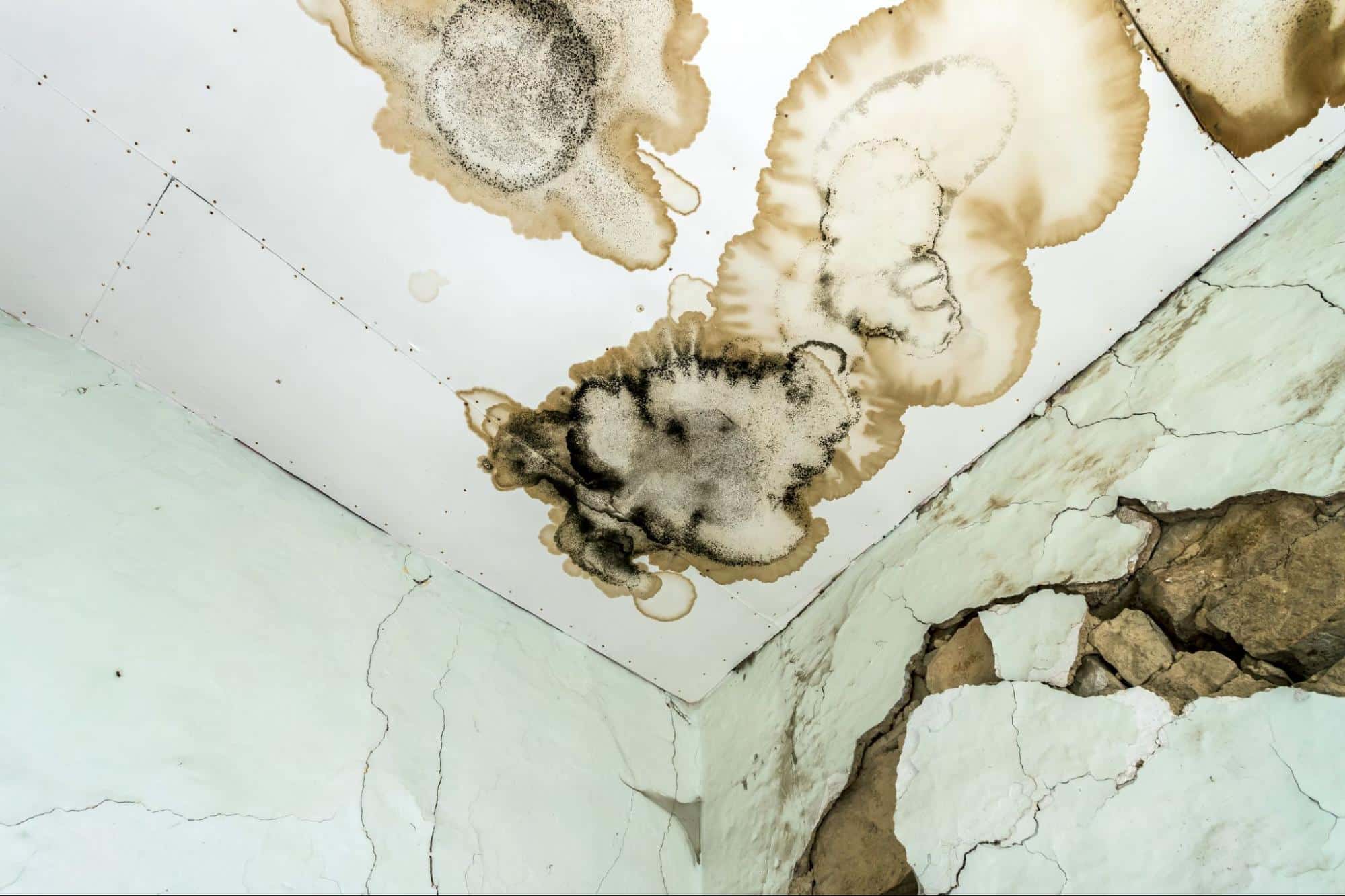 mold and water damage on ceiling