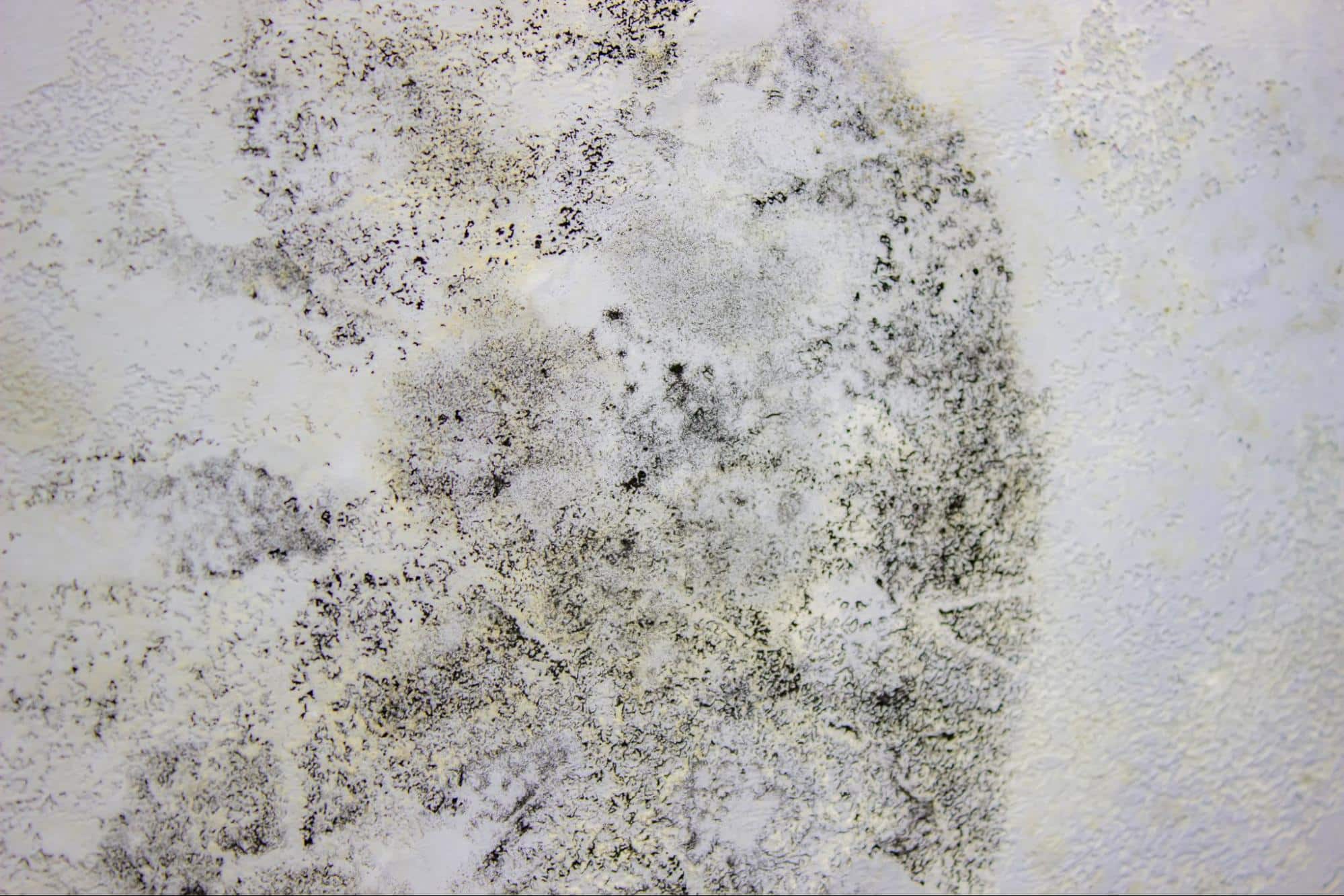 Black mold spreading on a wall after house flooding, fungus growth visible in selective focus, highlighting water damage and health risks.